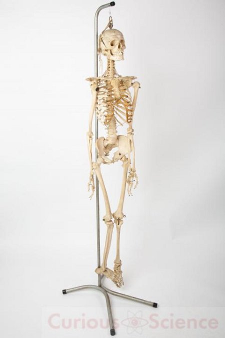 Vintage Human Teaching Skeleton